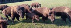 Bison Herde