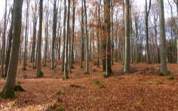 Buchenwald mit Biotopbäumen