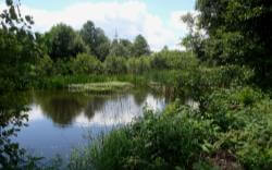Naturnaher Teich mit Verlandungsvegetation
